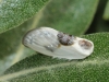 Cilix glaucata