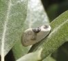 Cilix glaucata