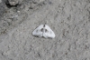 Cilix glaucata