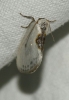 Cilix hispanica