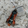 Pyropteron chrysidiformis