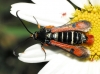Pyropteron chrysidiformis