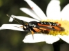 Pyropteron chrysidiformis