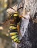 Sesia apiformis