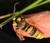 Sesia apiformis