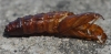 Sesia apiformis?