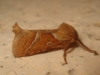 Triodia sylvina