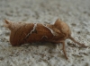 Triodia sylvina
