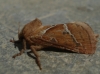 Triodia sylvina