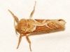 Triodia sylvina