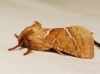 Triodia sylvina