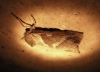 Trioidia sylvina