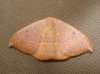 Watsonalla uncinula