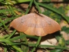 Watsonalla uncinula