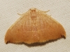 Watsonalla uncinula ?