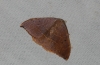 Watsonalla uncinula