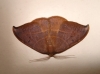 Watsonalla uncinula