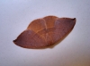 Watsonalla uncinula