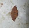 Watsonalla uncinula