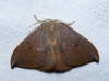 Watsonalla uncinula