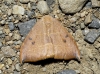Watsonalla uncinula