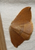 Watsonalla uncinula