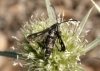 a identificar