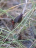 Aglaope infausta
