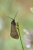 Heterogynis sp.