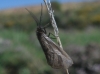 Heterogynis sp.