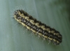 Heterogynis sp.