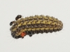 Heterogynis sp.