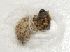 Heterogynis sp.