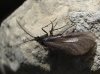 Heterogynis sp.