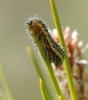 Heterogynis sp.