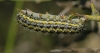 Heterogynis sp.