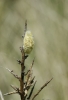 Heterogynis sp.
