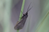 Heterogynis sp.