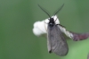 Heterogynis sp.