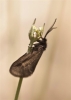 Heterogynis sp.