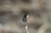 Heterogynis sp.