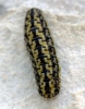 Heterogynis sp.