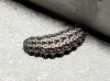 Heterogynis sp.