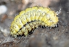 Heterogynis sp.