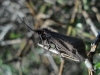 Heterogynis sp.