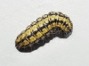Heterogynis sp.