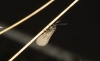 Heterogynis sp.