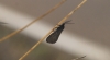 Heterogynis sp.