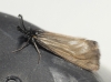 Heterogynis sp.