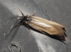 Heterogynis sp.
